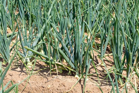 Close upon onion crop plants growing in a field of sandy soil, Sutton, Suffolk, England, UK