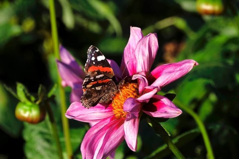Admiral (Vanessa atalanta) on a dahlia, October, Germany, Europe