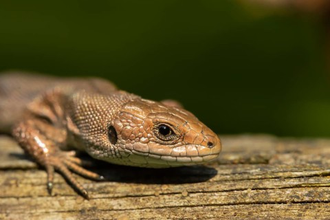 Common lizard (Zootoca vivipara) adult reptile basking on a wooden sleeper, England, United