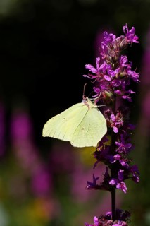 Lemon butterfly (Gonepteryx rhamni) feeding on a flower of purple loosestrife (Lythrum salicaria),