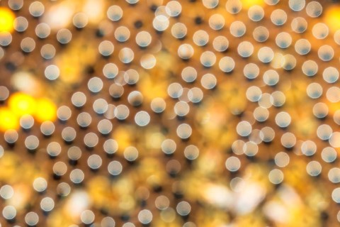 Western honey bee (Apis mellifera) Nature species, fruit blossom, honeycomb, marked queen bee,