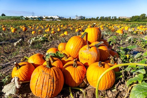 Pumpkin field, ripe pumpkins, shortly in front of harvest, near Neuss, North Rhine-Westphalia,