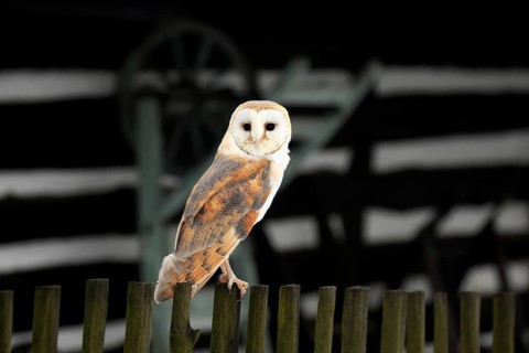 Barn owl (Tyto alba), adult on fence in front of barn in winter, Zdarske Vrchy, Bohemian-Moravian