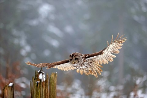 Tawny owl (Strix aluco), adult in winter, landing on a wait, flying, Zdarske Vrchy,