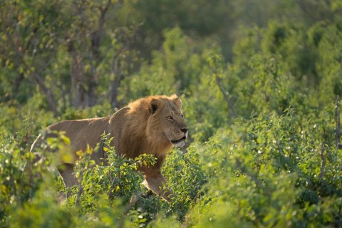 Lion, male animal (Panthera leo) walking through green bushes. Side view, intense look of the wild