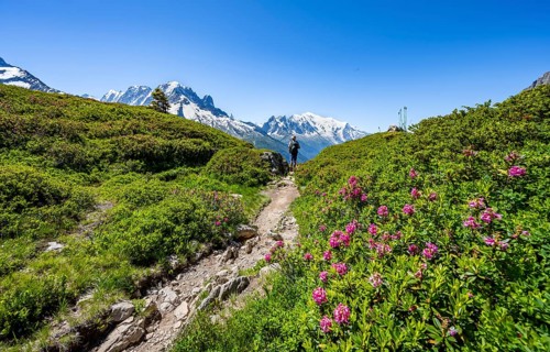 Mountaineer on hiking trail with alpine roses, mountain panorama with glaciated mountain peaks,