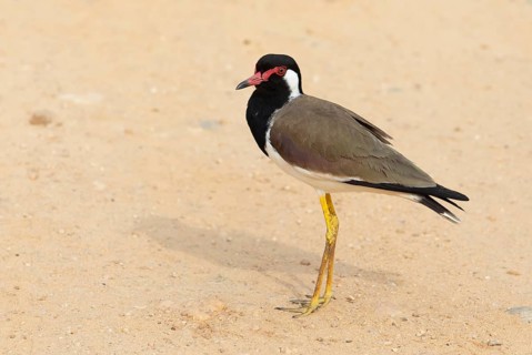 Red lapwing (Vanellus indicus) in the sand in Yala Natioal Park, Southern Province, Sri Lanka, Asia