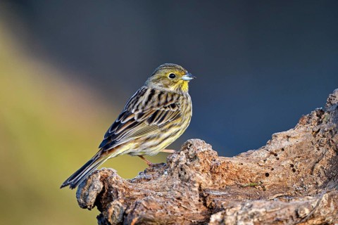 Yellowhammer (Emberiza citrinella), female, Dingdener Heide nature reserve, North Rhine-Westphalia,