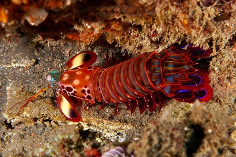 Colourful mantis shrimp with bright red colours, clown mantis shrimp (Odontodactylus scyllarus), on