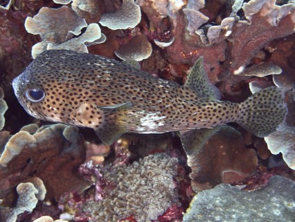 Spot-fin porcupinefish (Chilomycterus reticulatus) camouflages itself between corals, dive site