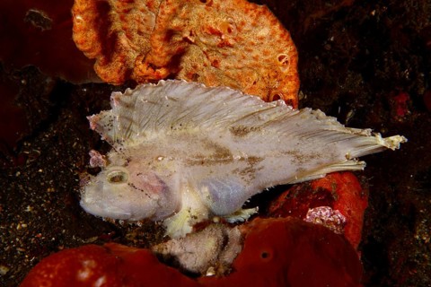 A fish with wing like structures, rocking fish (Taenianotus triacanthus), next to orange coloured