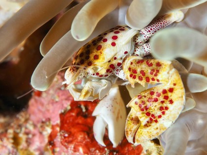Luminous porcelain crab, spotted porcelain crab (Neopetrolisthes maculatus) in a white sea anemone,