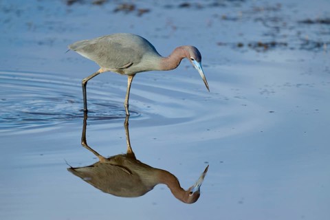 Great Blue Heron (Egretta caerulea), Black Point Wildlife Drive, Titusville, Florida, USA, North