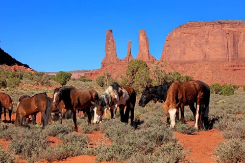 Mustang, (Equus caballus), horses, group, herd, Monument Valley, Utah, USA, North America