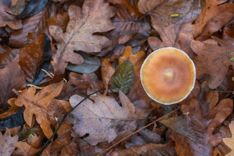 A mushroom sits on top of a pile of leaves. The leaves are brown and scattered around the mushroom.