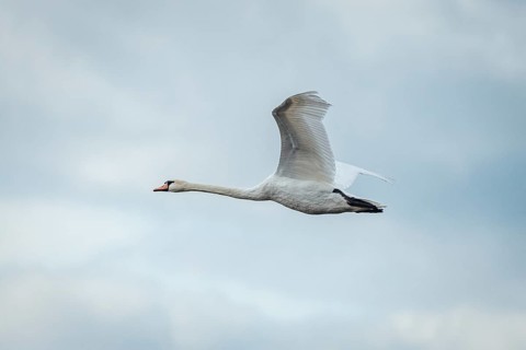 Swan (Cygnus) in flight in a cloudy sky, Lake Neusiedl National Park, Burgenland, Austria, Europe