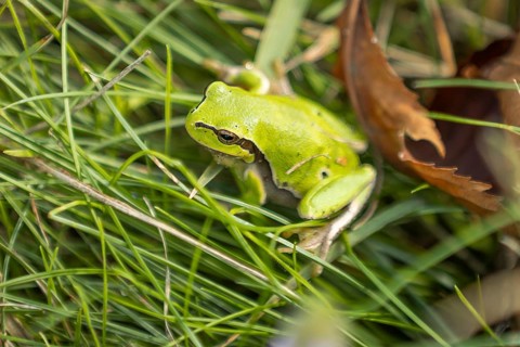 European tree frog (Hyla arborea) between grass and leaves, Lake Neusiedl National Park,