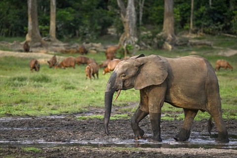 Forest elephant (Loxodonta cyclotis) and bongo antelope (Tragelaphus eurycerus) in the Dzanga Bai