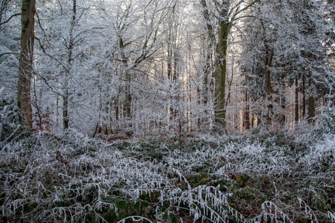 Winter, trees and ground cover with hoarfrost in the forest, mixed forest, Dossenheim,