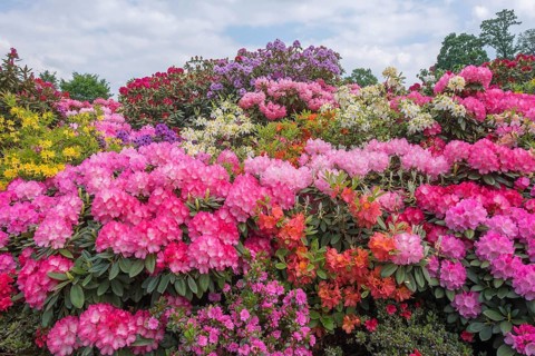 Rhododendron and azalea blossom, Lower Saxony, Germany, Europe