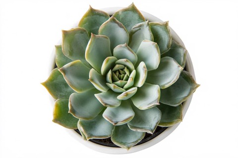 Top view of small potted succulent plant isolted on white or transparent background. Generative ai,