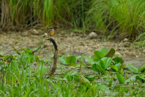 Kingfisher (Alcedo atthis), sitting, branch, pond lily, leaves, Lower Austria