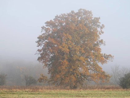 English oak (Quercus robur), solitary tree in a meadow, with yellow leaves in autumn, fog,