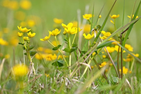 Marsh marigold (Caltha palustris), flowers of wetland biotopes, yellow flower, Flusslandschaft