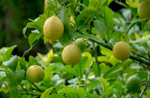 Lemon tree with fruit (Citrus × limon), North Rhine-Westphalia, Germany, Europe