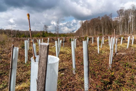Reforestation in the Arnsberg Forest near Rüthen-Nettelstädt, Soest district, young trees in