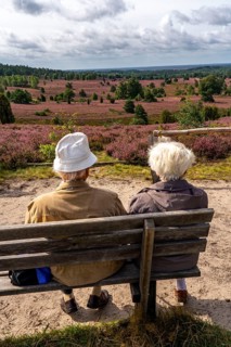 Blooming heath, heather and juniper bushes, viewpoint on the Wilseder Berg, senior citizens on a