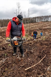 Reforestation in the Arnsberg Forest near Warstein-Sichtigvor, Soest district, forestry workers