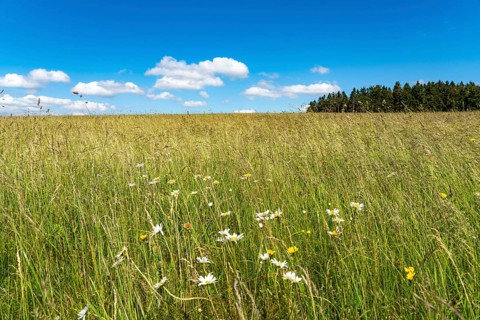Forest, landscape, pasture with high grass, vastness, clouds, summer in Hochsauerlandkreis, North