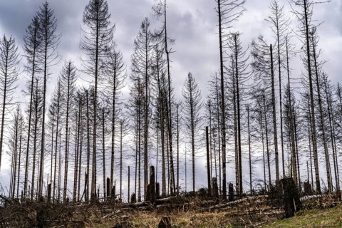 Dead spruce trees, broken by wind, lying in disarray, forest dieback in the Arnsberg Forest nature