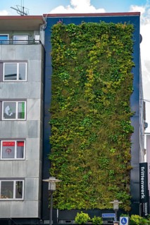 Green façade on a commercial building in the city centre of Essen, Porschkanzel, plants grow