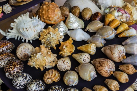 Souvenir stand with shells, shell, souvenir, souvenir, kitschy, market, shop, law, customs,