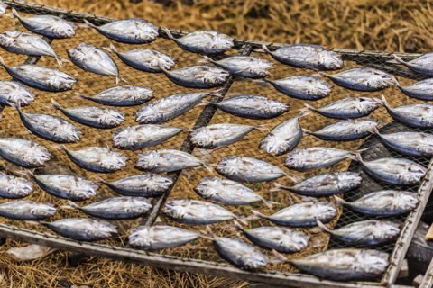 Mackerel drying in the sun, fish, drying, sun, tradition, traditional, dried, dried, salt, salted,