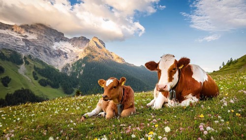 A brown cow and a calf resting on an alpine meadow, Studio, KI generated, AI generated
