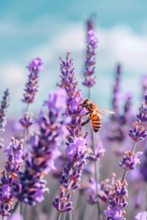 Bee, honey bee (Apis sp.) sitting on a lavender flower (Lavandula), AI generated, AI generated, AI