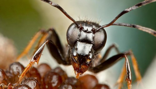 Animals, symbol, close-up of an ant, AI-generated, AI generated