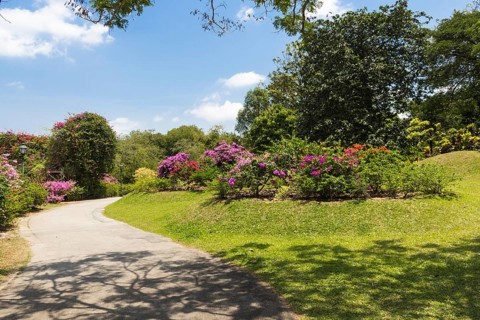 Garden path with purple flowering plants in botanical garden