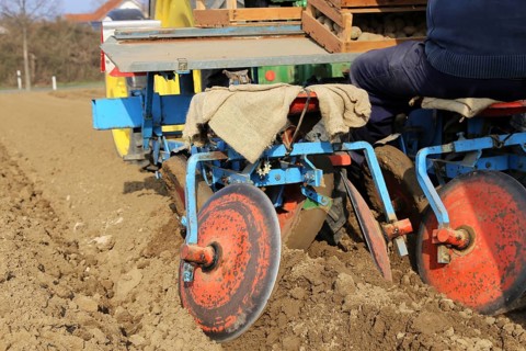 Agriculture potato cultivation and potato plants (Ludwigshafen, Rhineland-Palatinate)