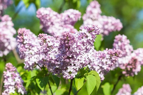 Blooming lilac in the botanical garden in spring