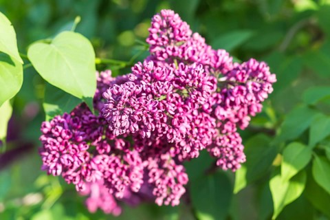 Blooming lilac in the botanical garden in spring