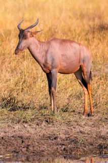 Africa, Botswana, antelope, lyrebird, Botswana, Africa
