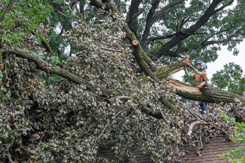 Detroit, Michigan, A storm with 70mph wind gusts blew down a 15-ton, 110-foot cottonwood, damaging