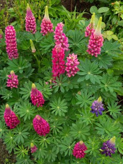 Garden scene with bright pink flowers and green leaves in a lush, colorful setting, Common Nine