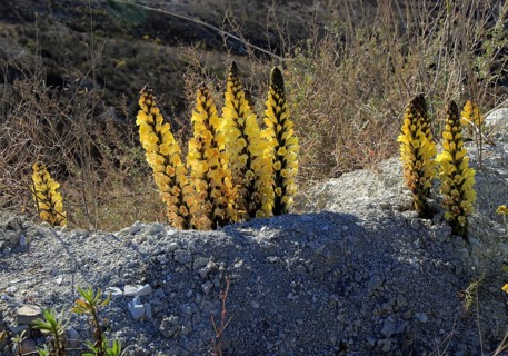 Yellow broomrape, Cistanche phelypaea, flowering in Paraje Natural de Karst en Yesos, Almeria,