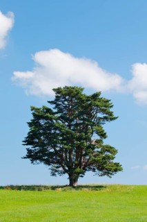 Old pine tree in Oberägeri, Canton Zug, Switzerland, Europe