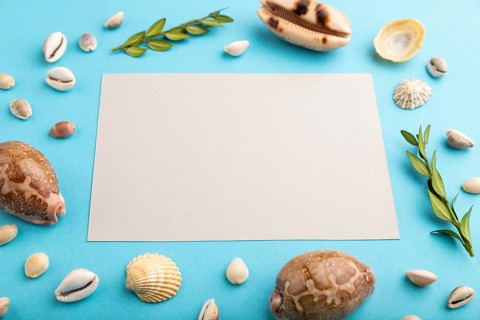 Composition with gray paper sheet, seashells, green boxwood. mockup on blue pastel background.